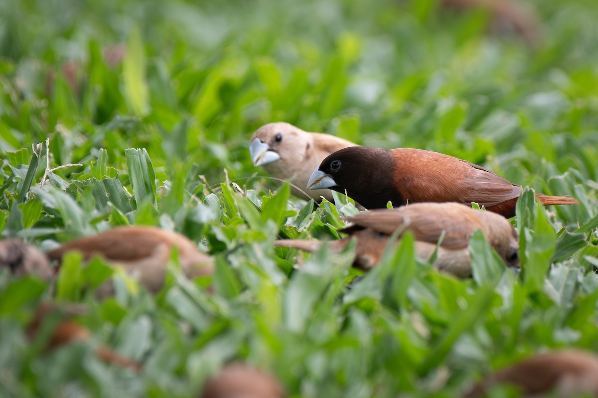 Chestnut Munia - ML641157904