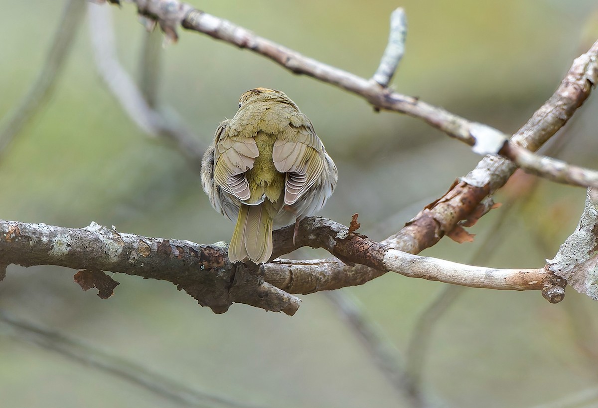 Ovenbird - ML641157928