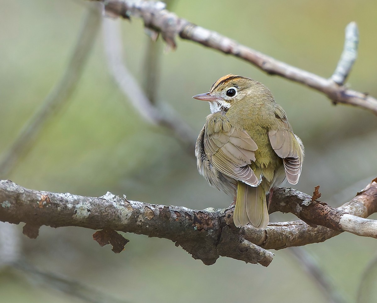 Ovenbird - ML641157933