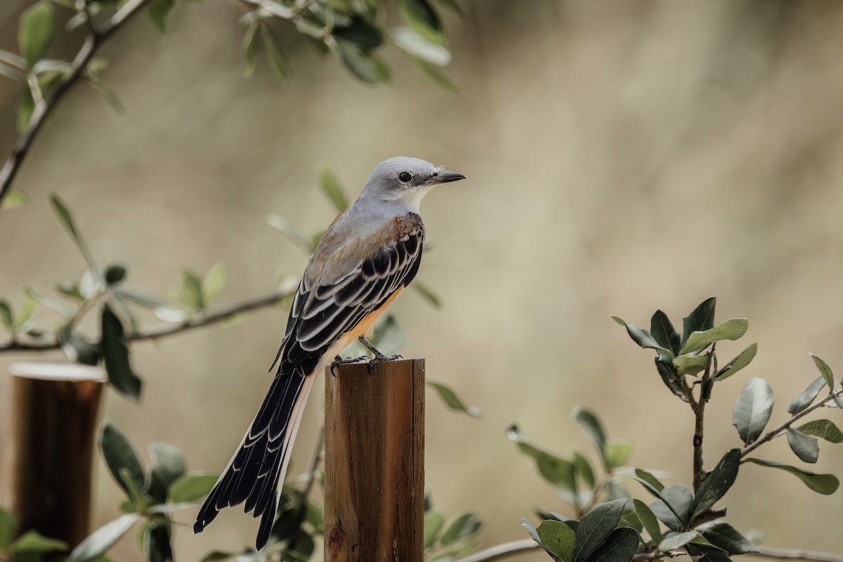 Scissor-tailed Flycatcher - ML641157935