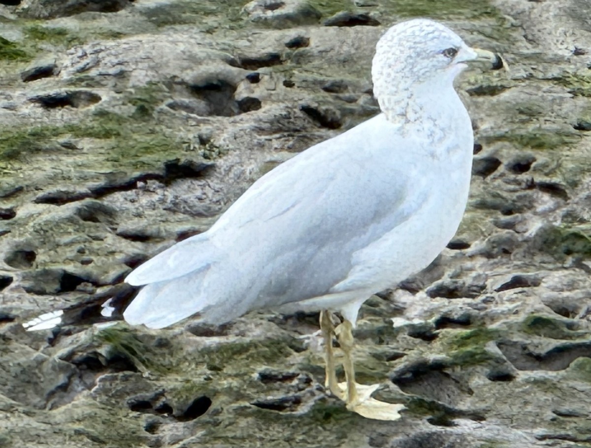 Halkalı Martı - ML641157940