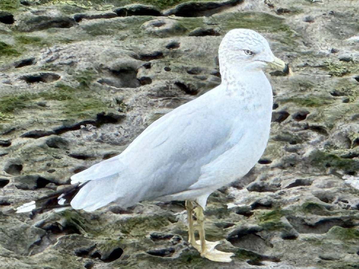Halkalı Martı - ML641157941