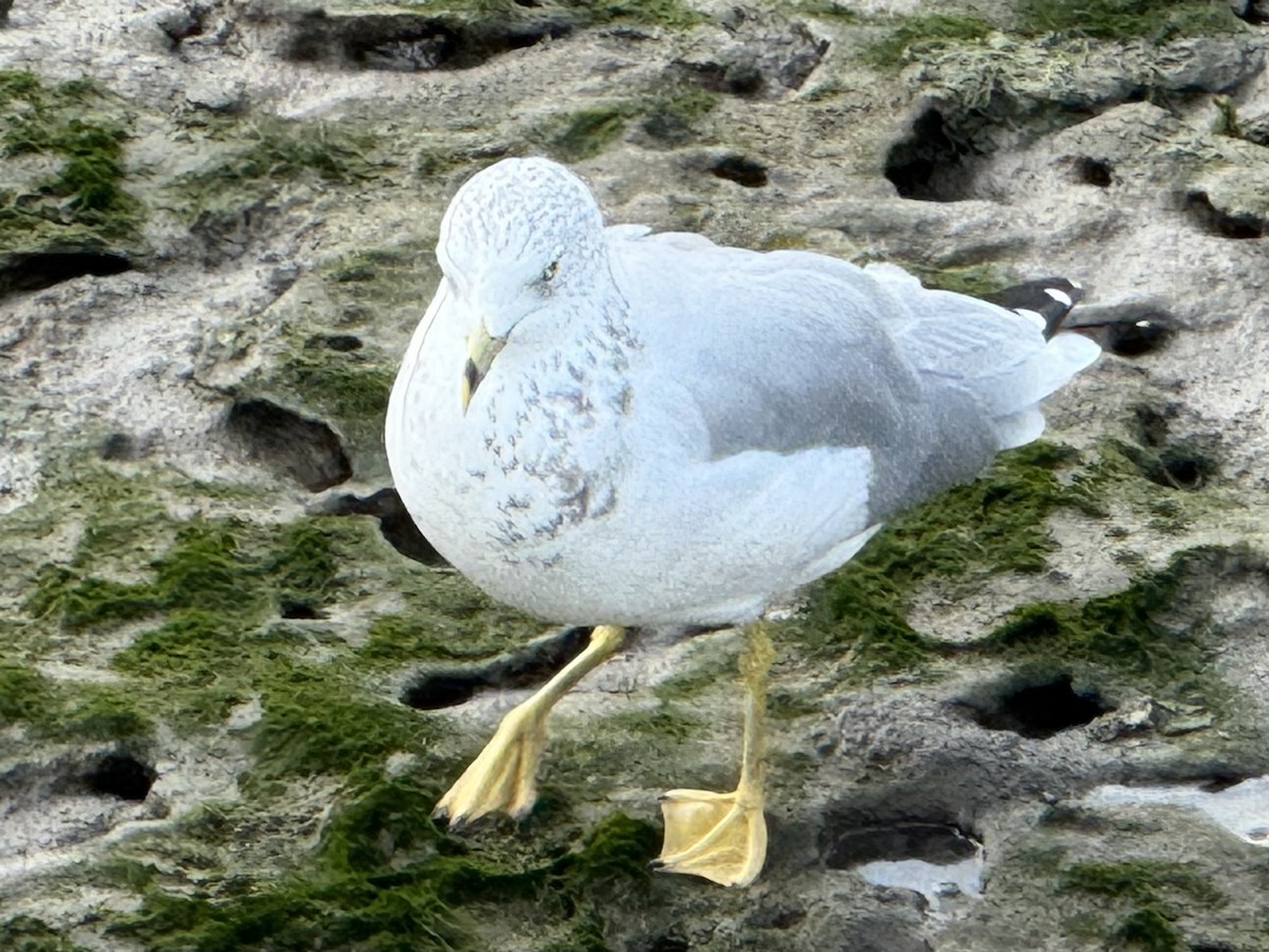 Halkalı Martı - ML641157943