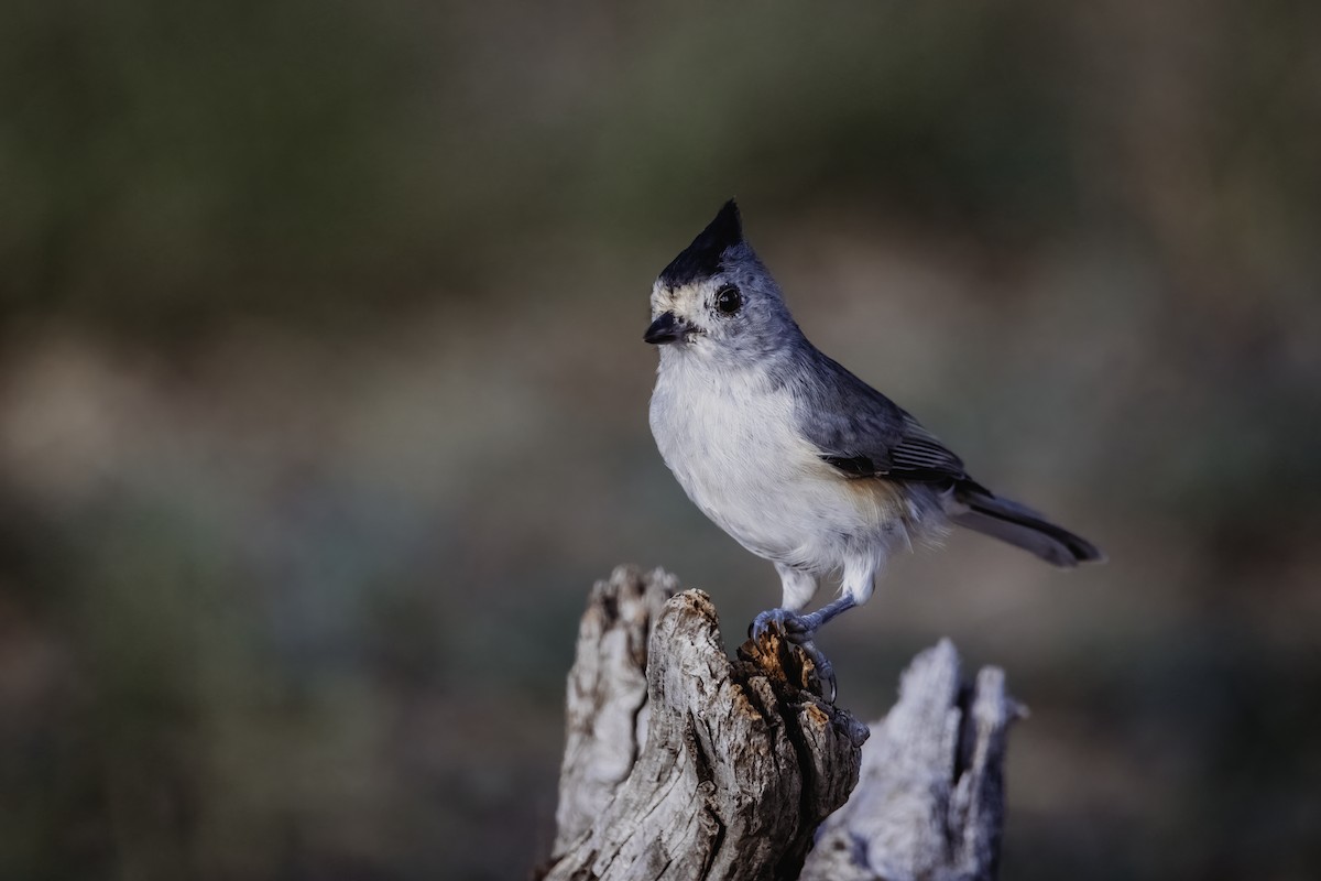 Black-crested Titmouse - ML641157950
