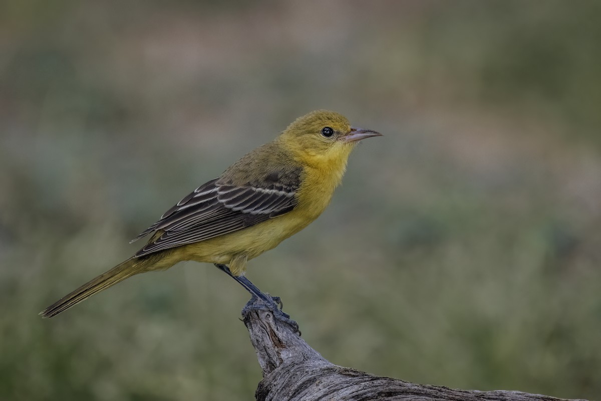 Orchard Oriole - ML641157963