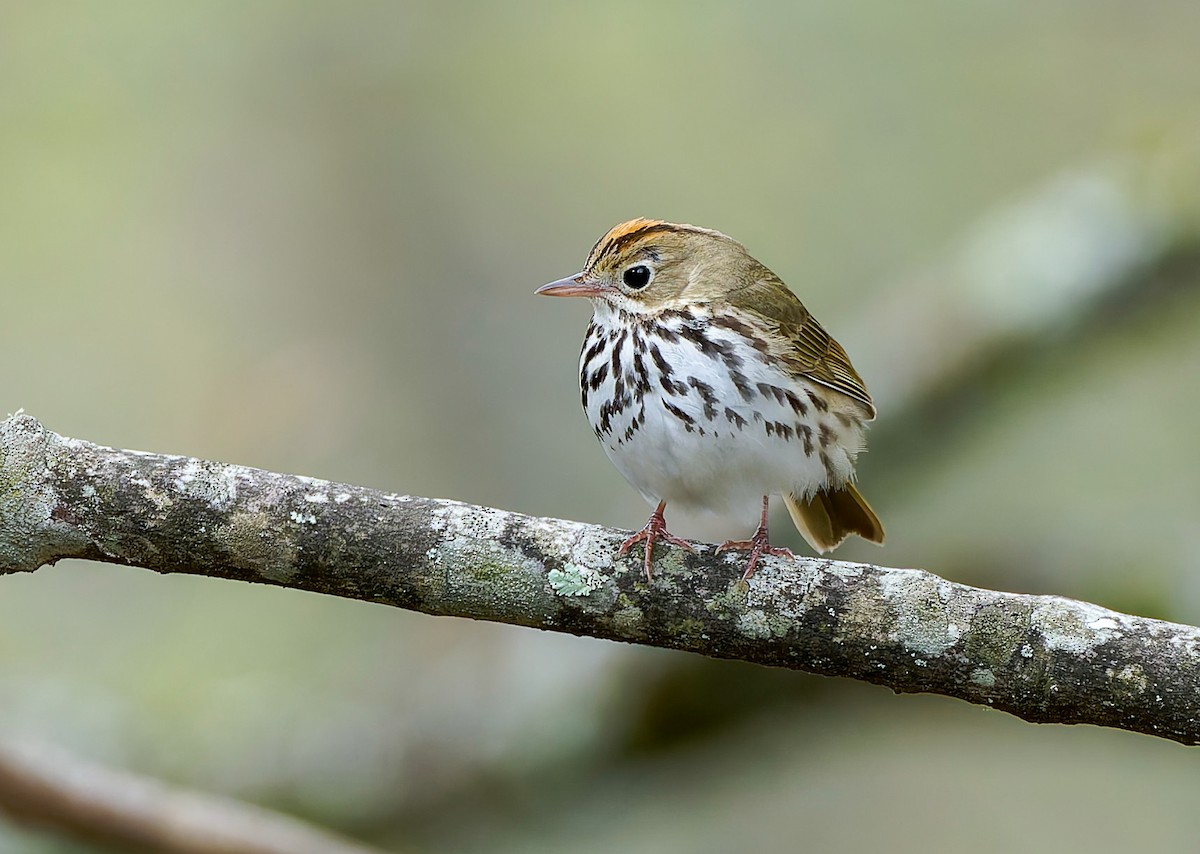 Ovenbird - ML641157964
