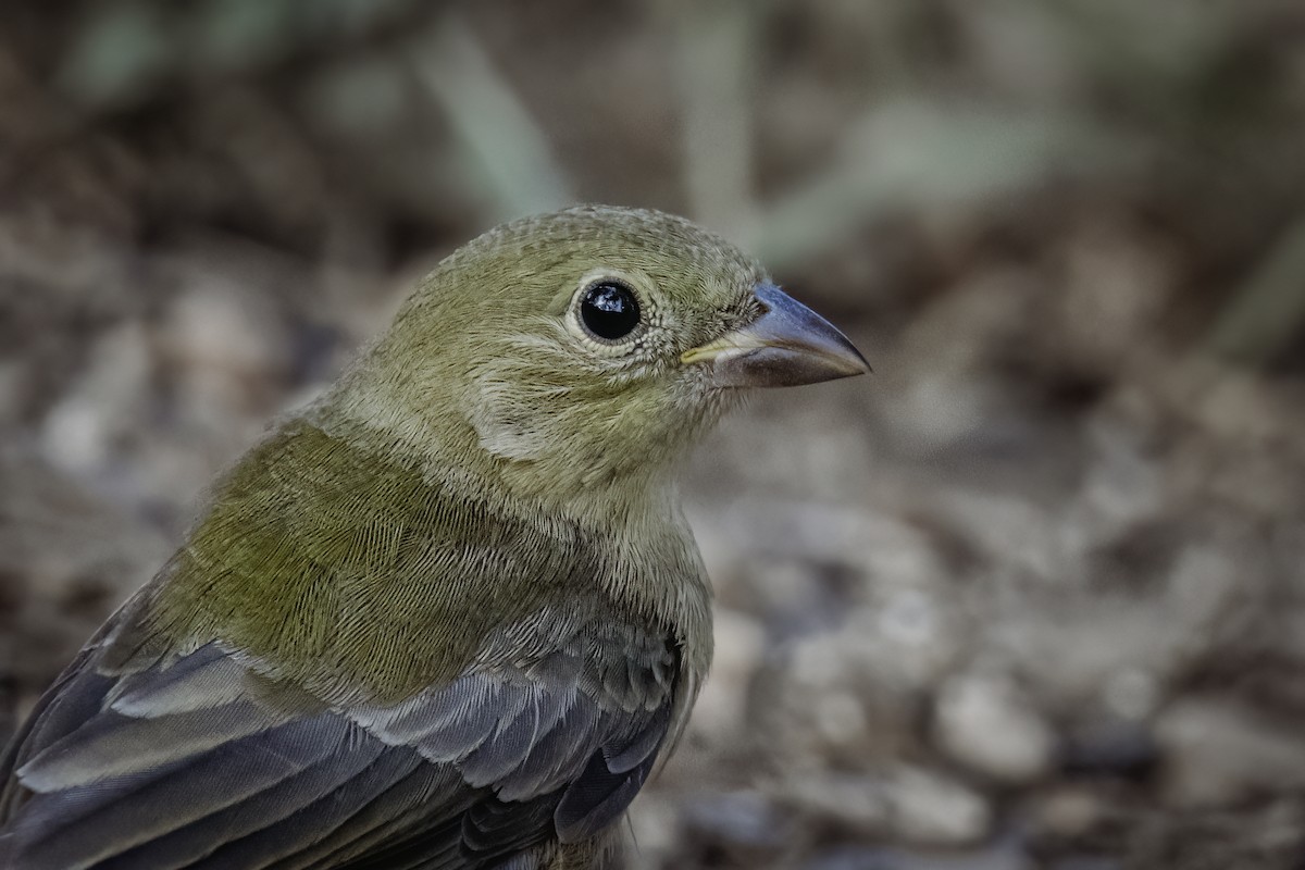 Painted Bunting - ML641157968