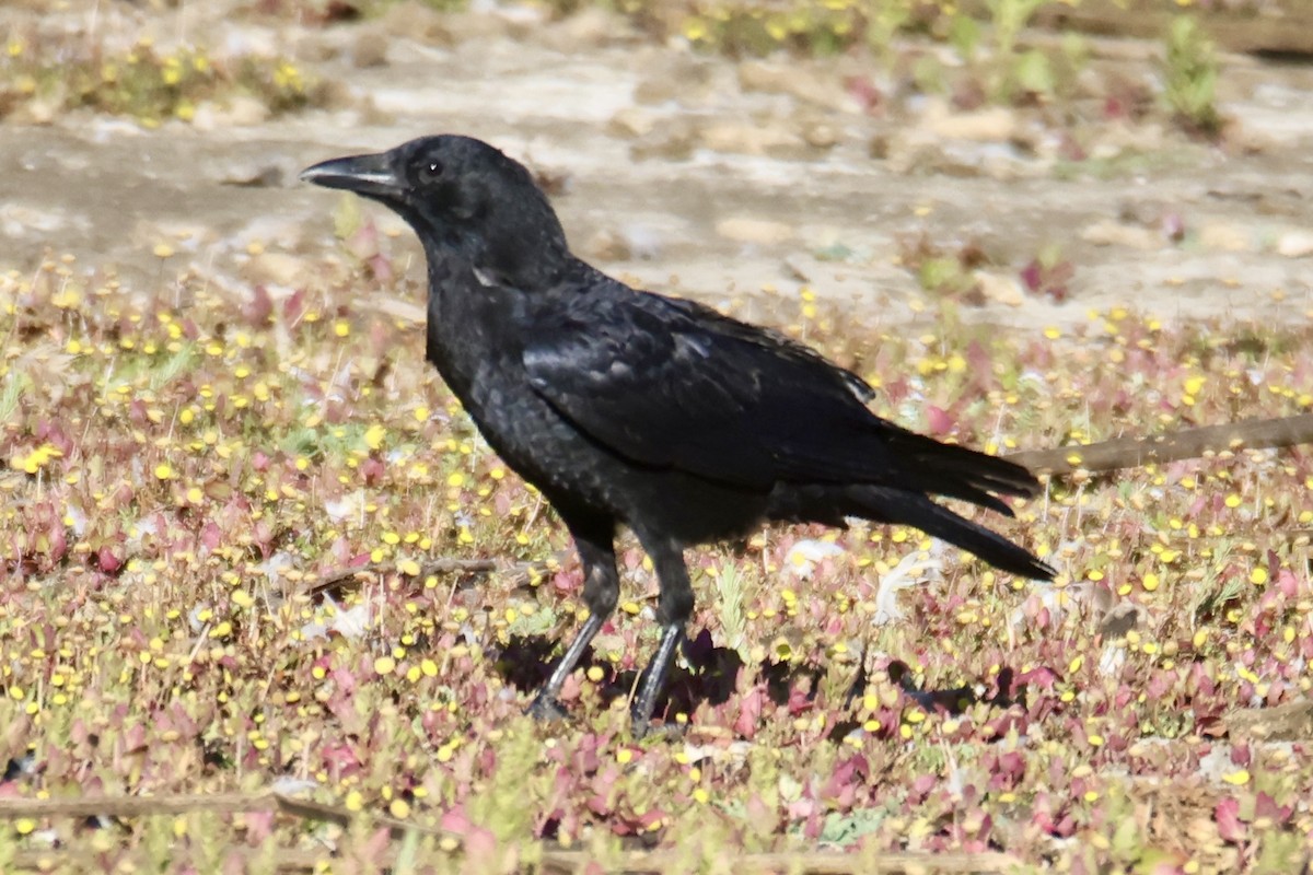 American Crow - ML641157998