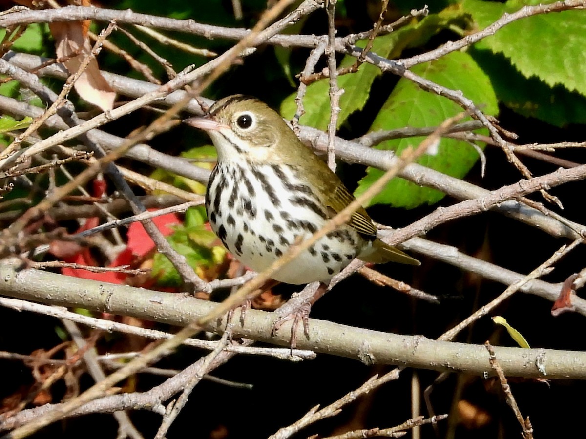 Ovenbird - ML641158002