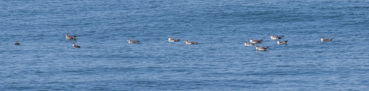 shearwater sp. - ML641158008