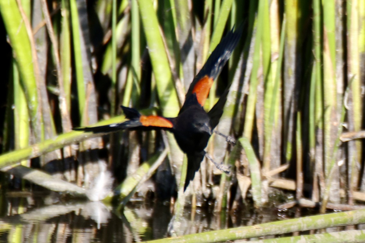Red-winged Blackbird - ML641158017