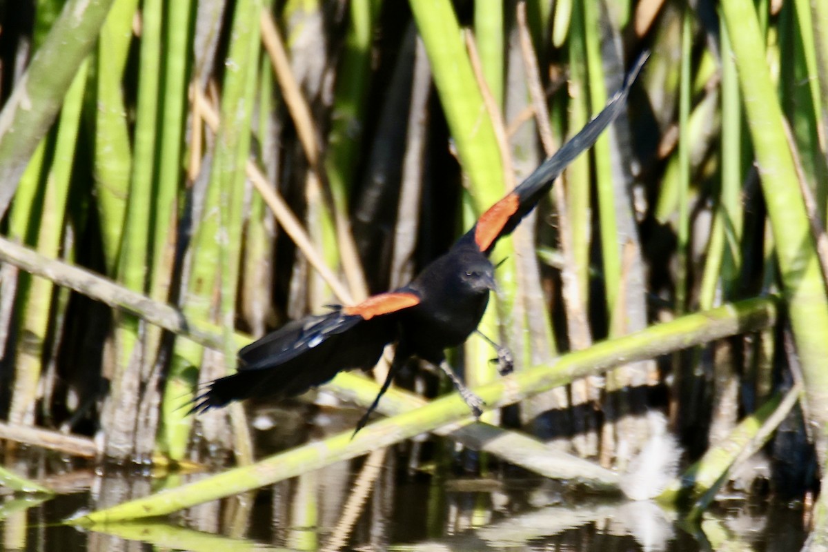 Red-winged Blackbird - ML641158019