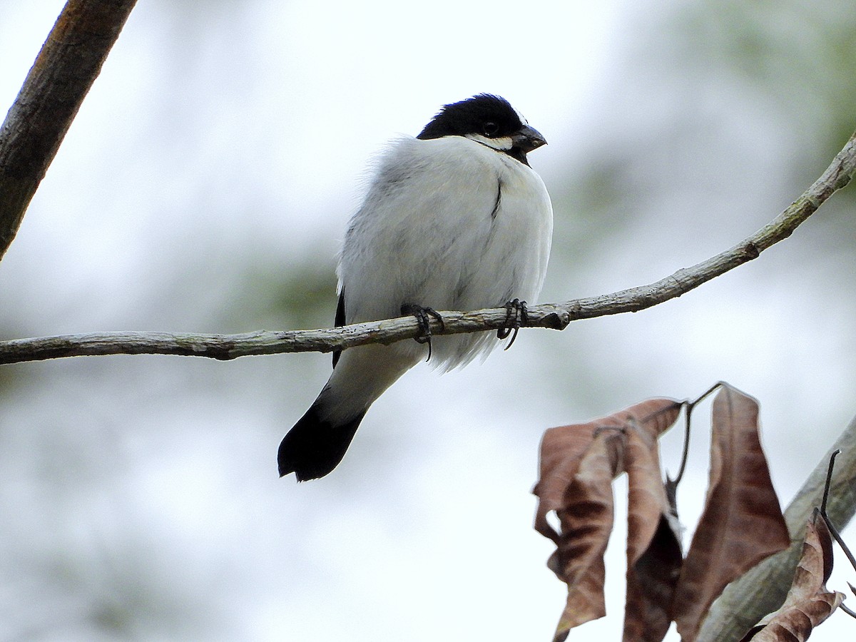 Lined Seedeater - ML641158031