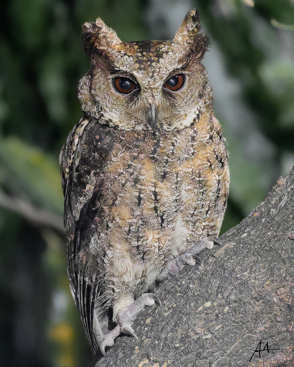 Philippine Scops-Owl - ML641158039