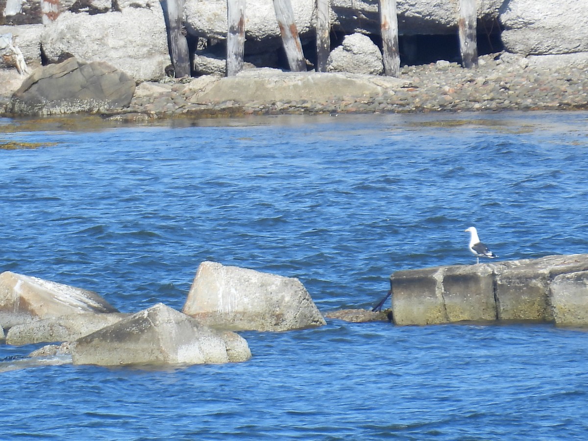 Büyük Kara Sırtlı Martı - ML641158046