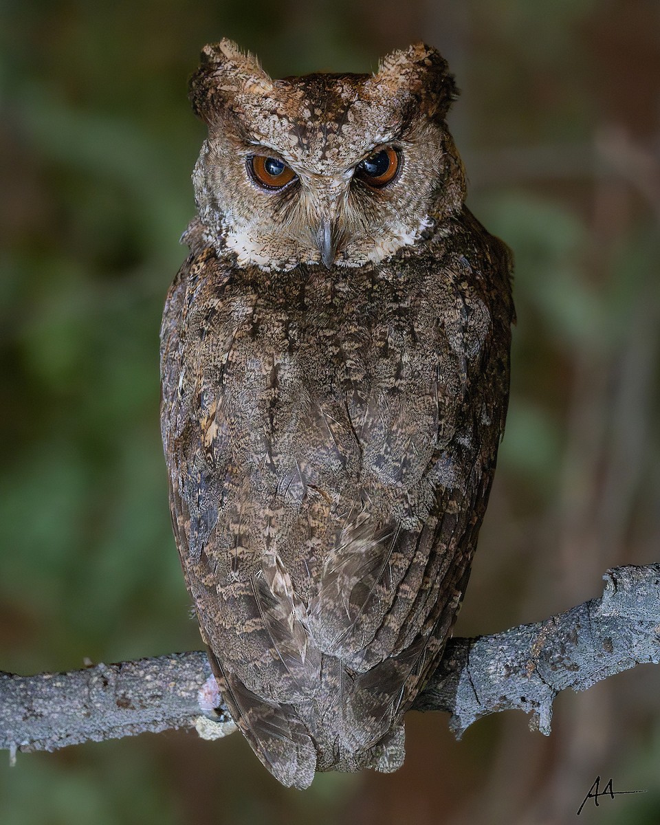 Philippine Scops-Owl - ML641158053