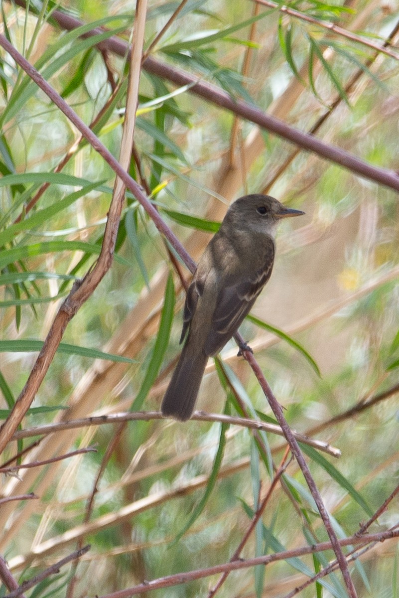 vierempid - ML641158064