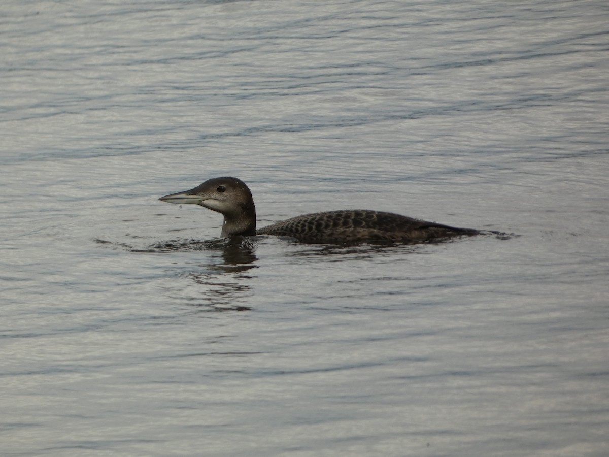 Common Loon - PJ M