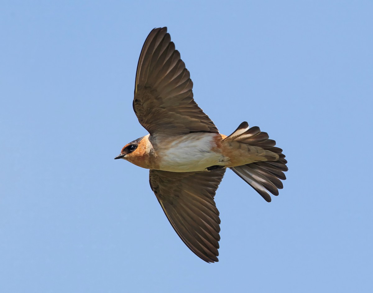 Cave Swallow - ML641158103