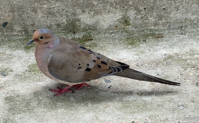 Mourning Dove - ML641158105