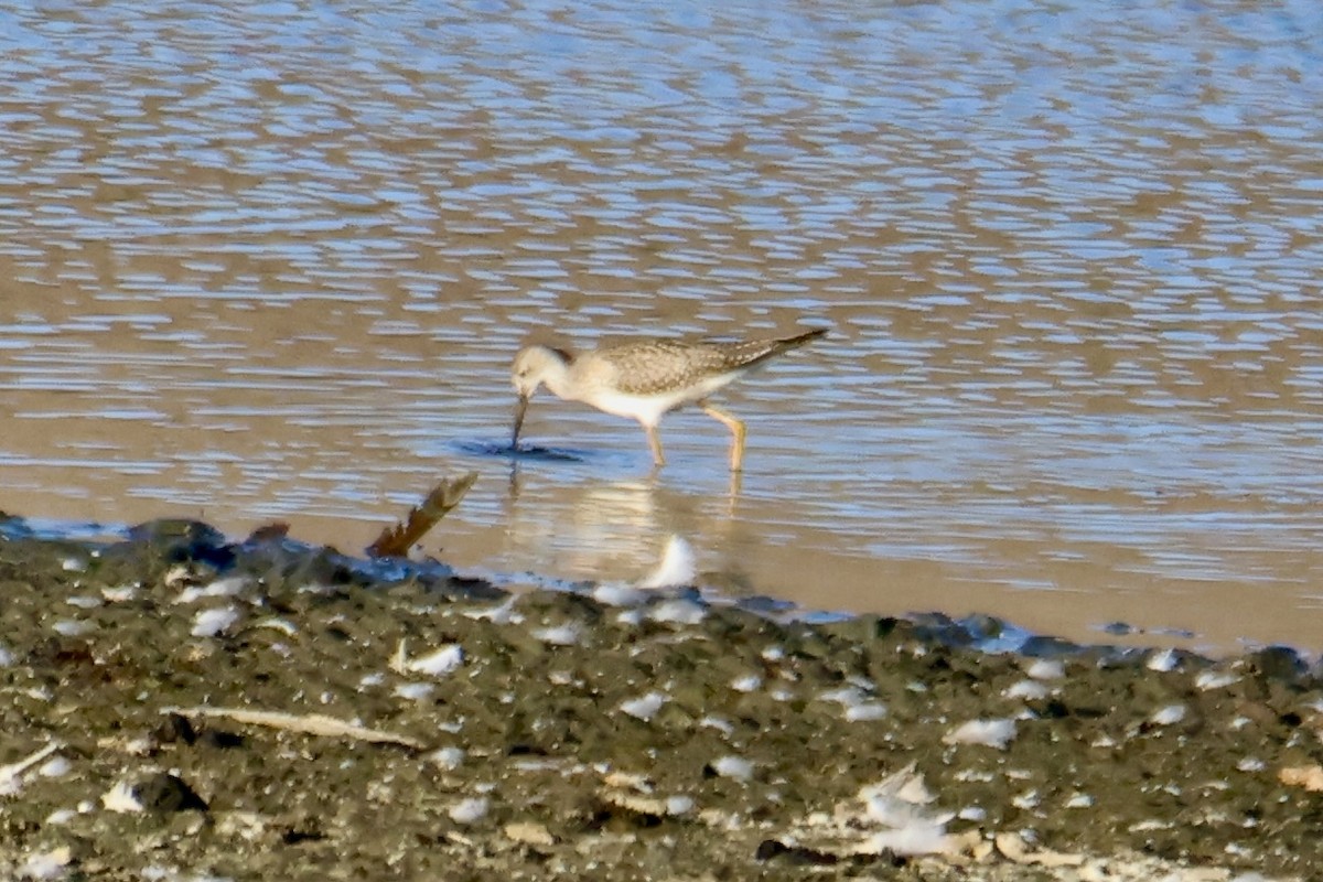 Greater Yellowlegs - ML641158114