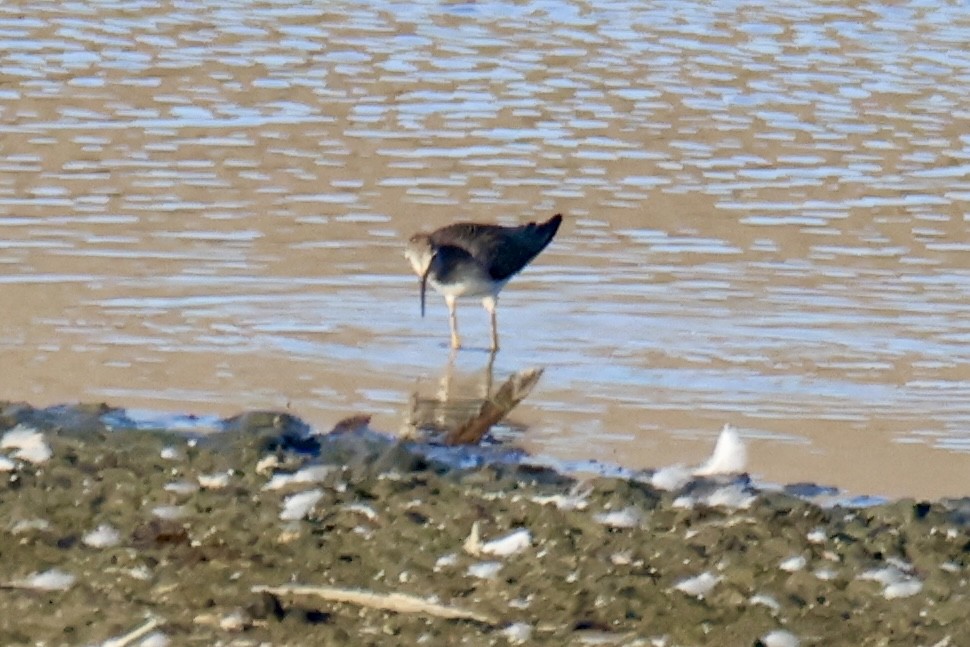 Greater Yellowlegs - ML641158115