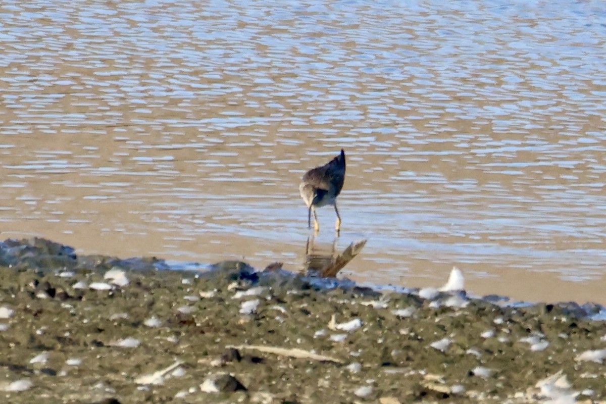 Greater Yellowlegs - ML641158116