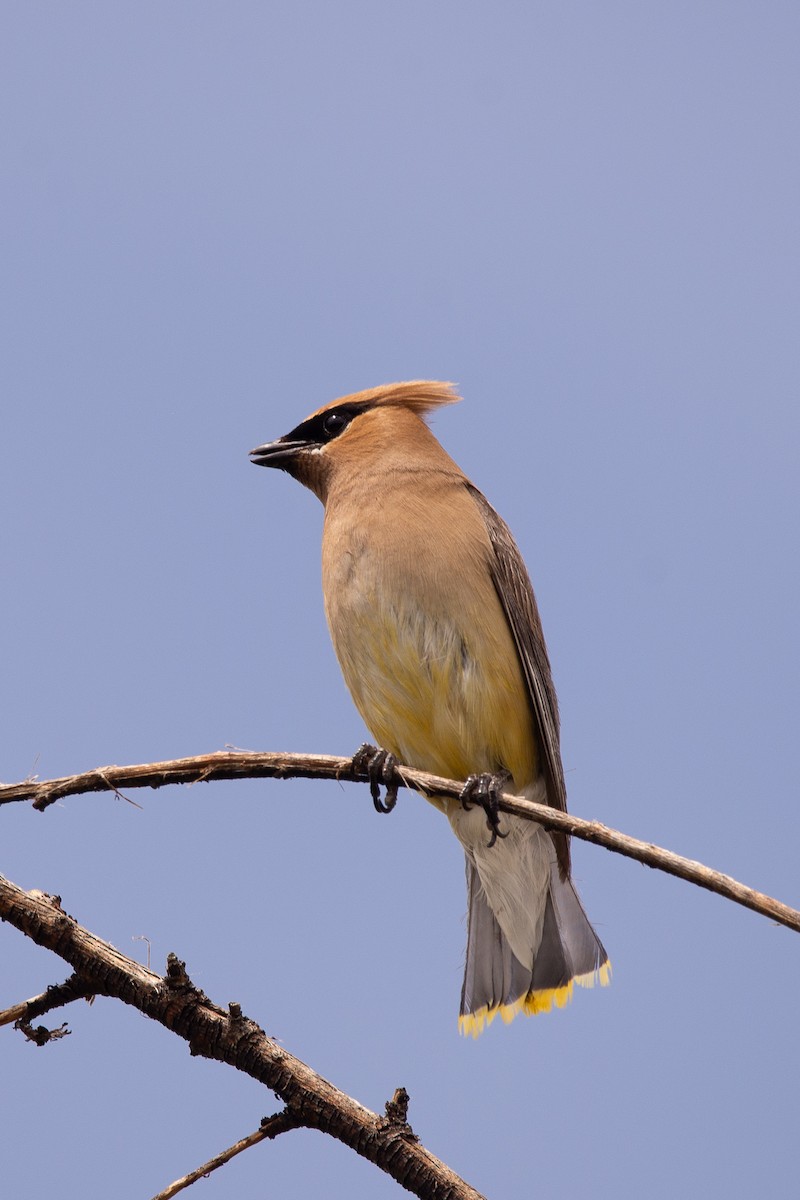 Cedar Waxwing - ML641158132