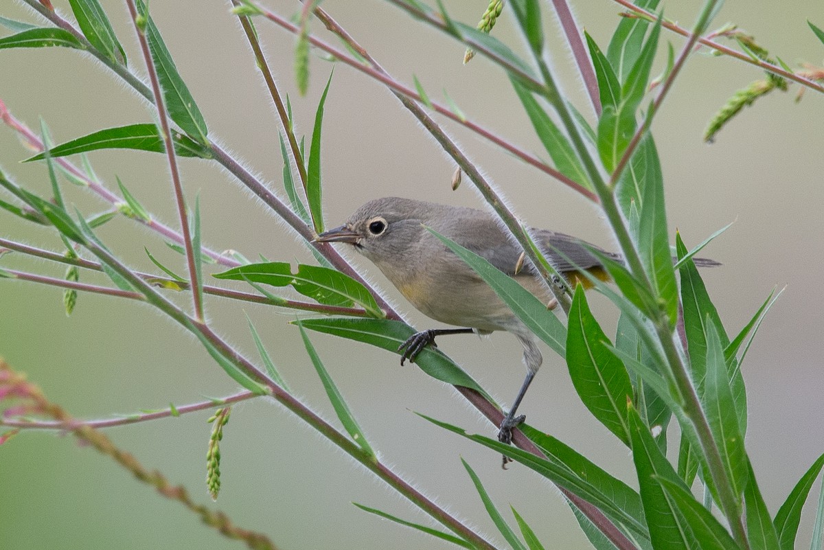 Virginia's Warbler - ML641158140