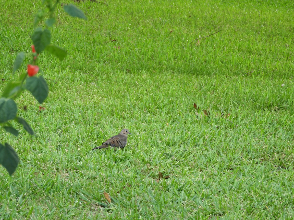Mourning Dove - ML641158143