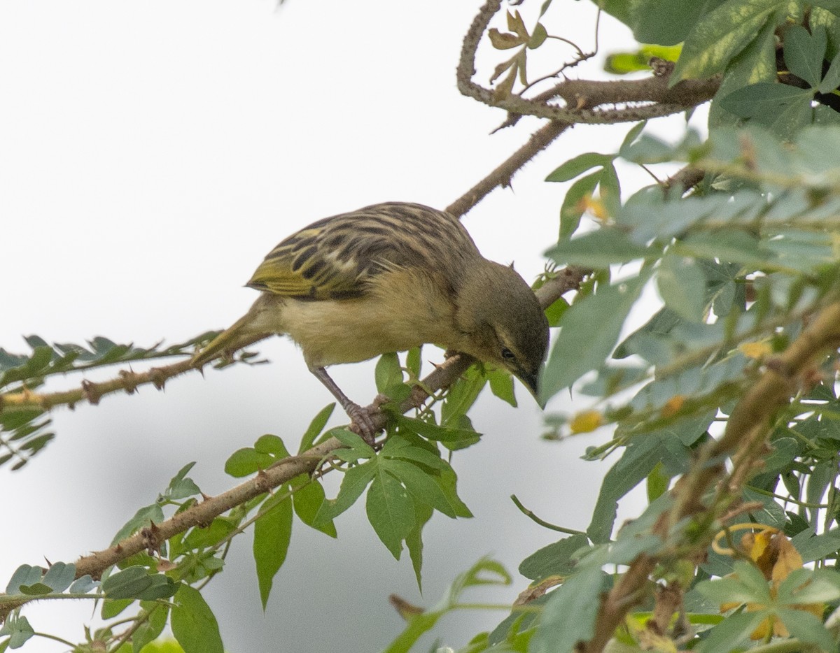 Lesser Masked-Weaver - ML641158146