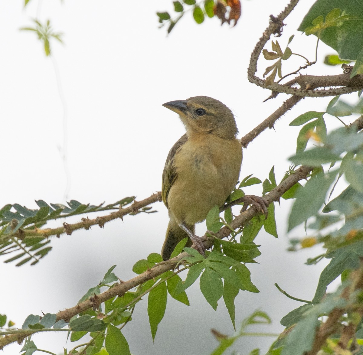 Lesser Masked-Weaver - ML641158148