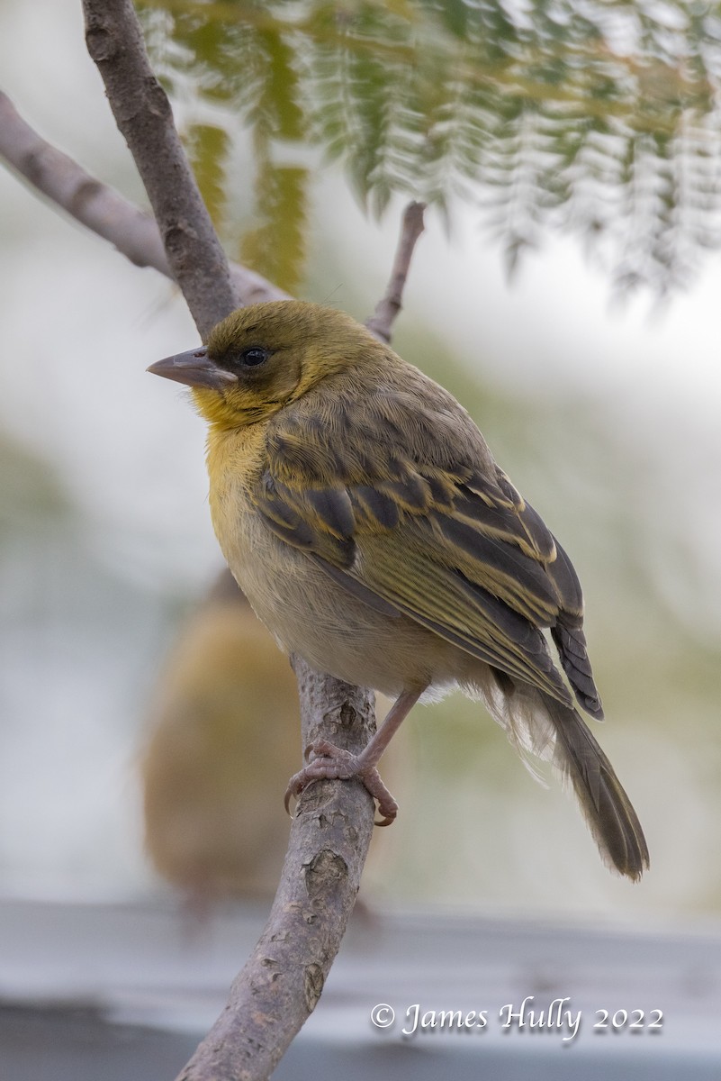 Baglafecht Weaver - ML641158151