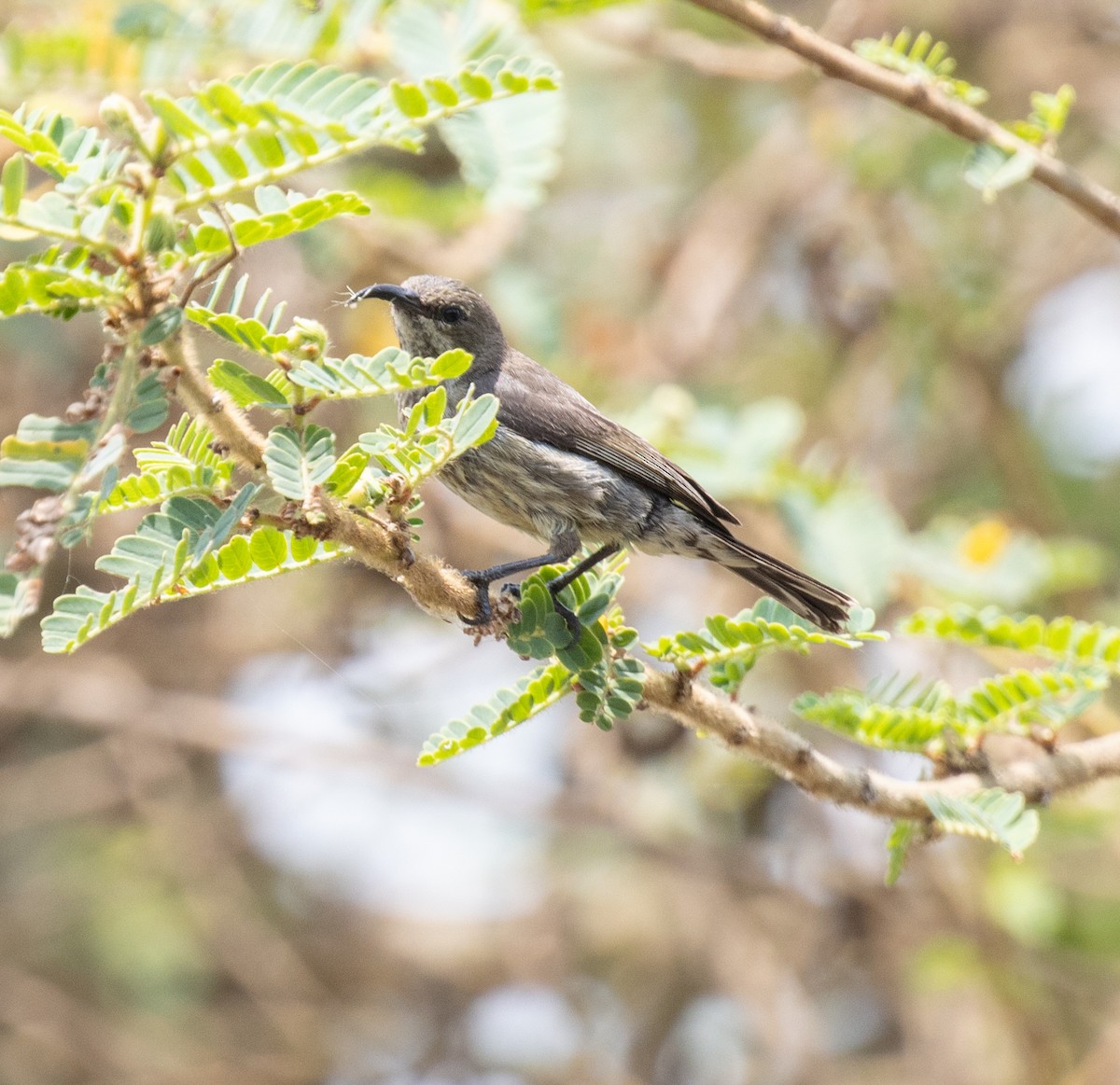 sunbird sp. - ML641158156