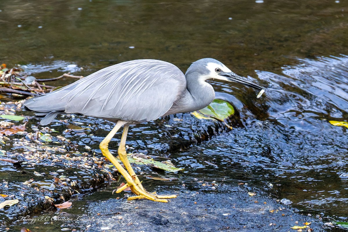 White-faced Heron - ML641158157