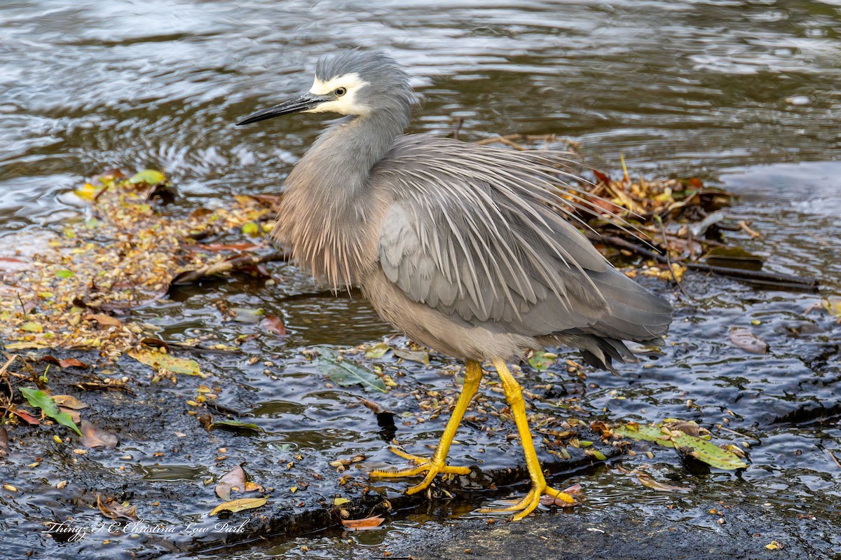 White-faced Heron - ML641158158