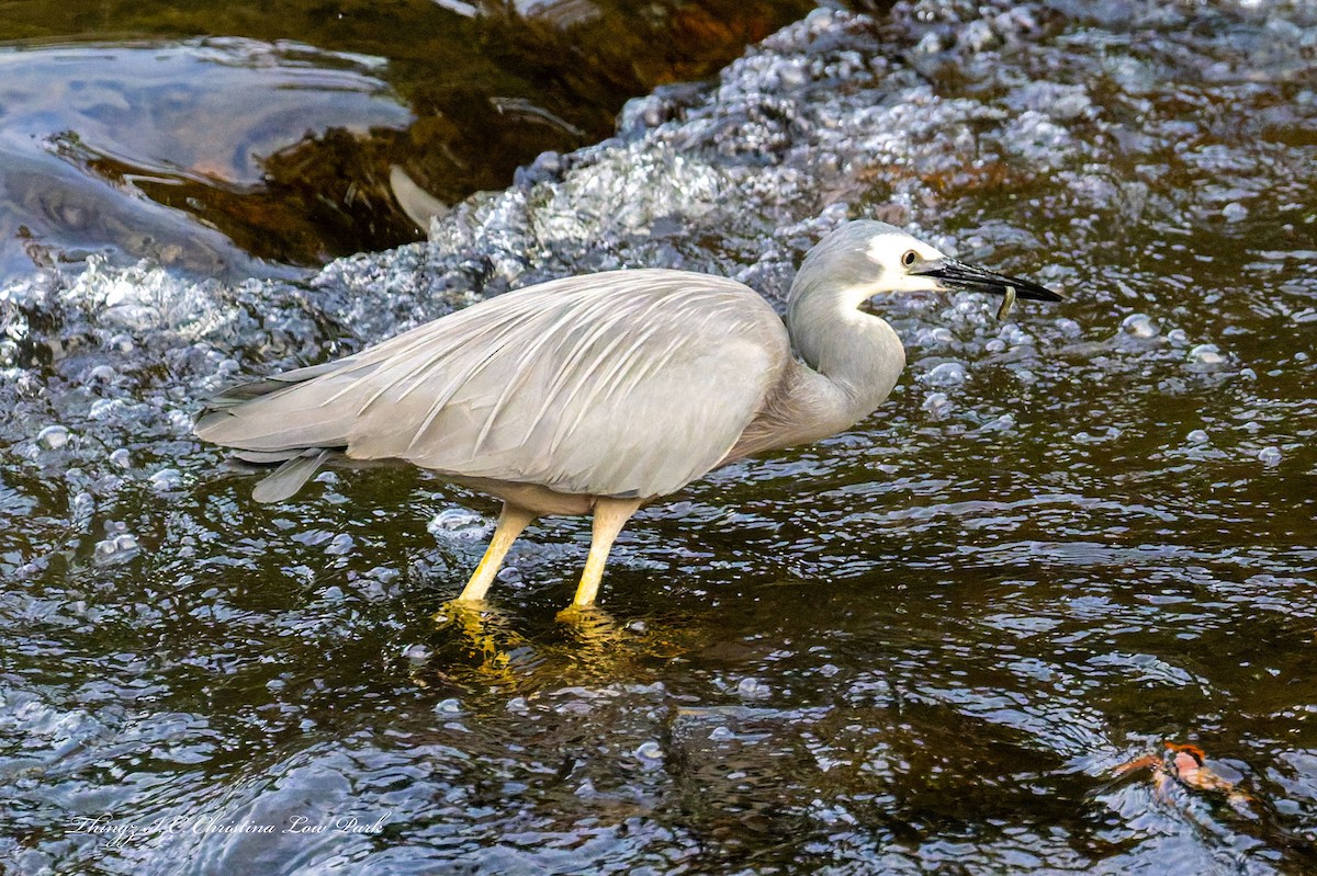 White-faced Heron - ML641158159