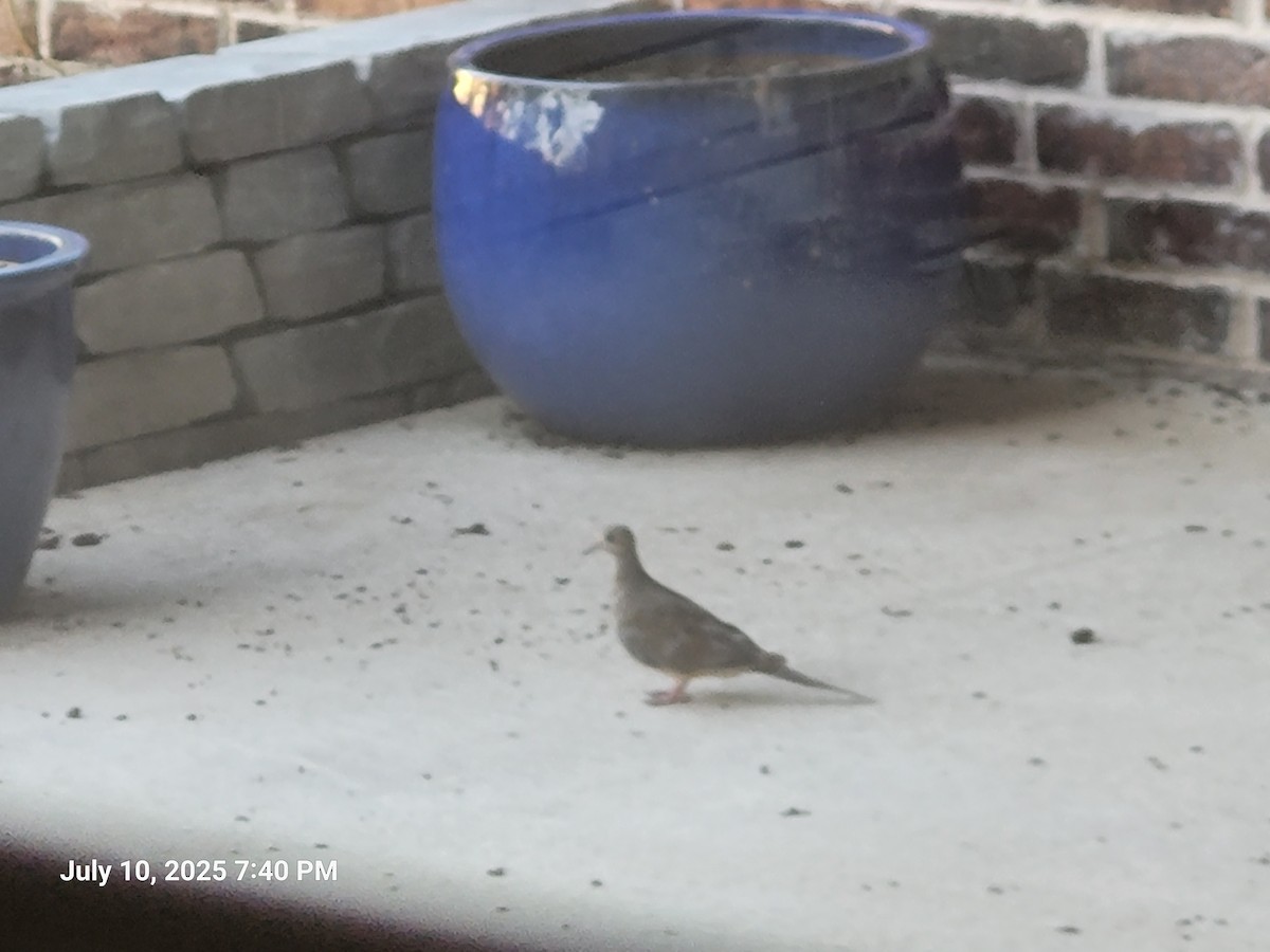 Mourning Dove - ML641158167