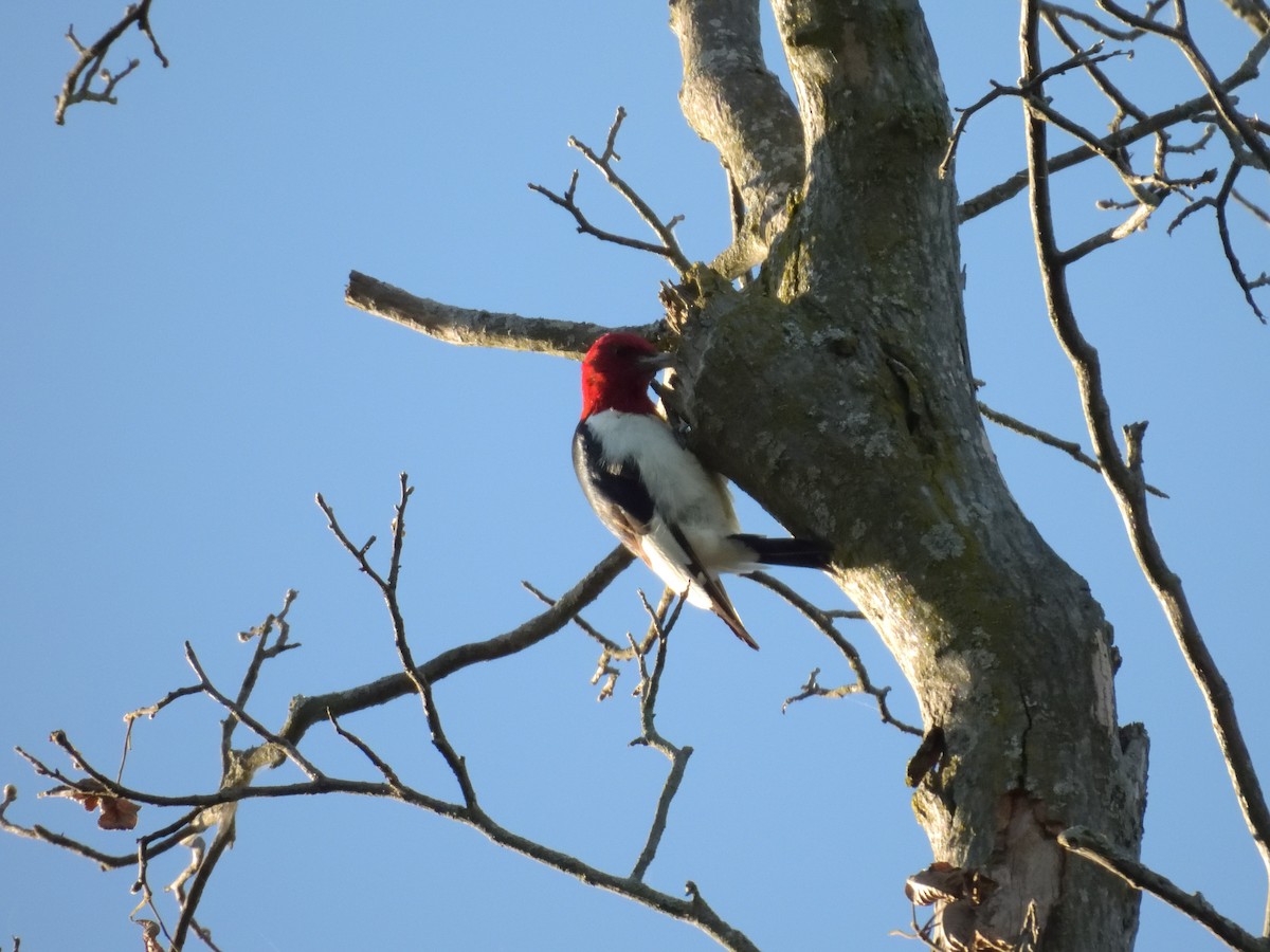 Pic à tête rouge - ML641158204