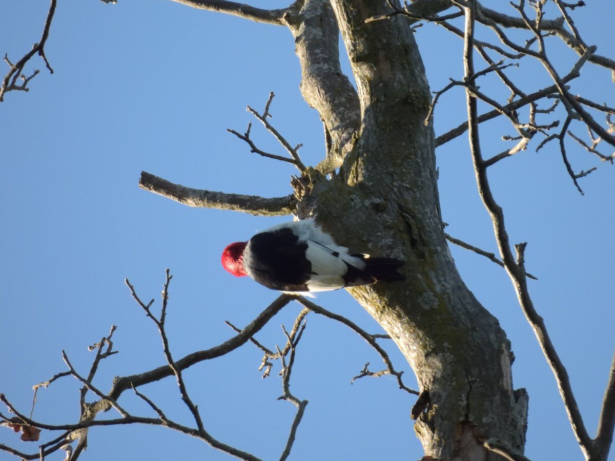 Pic à tête rouge - ML641158205