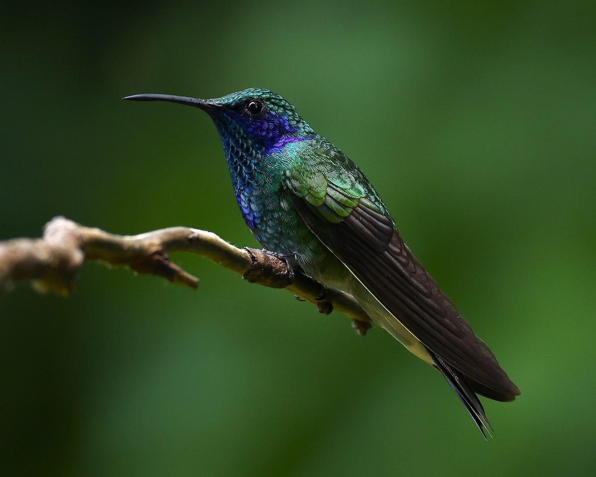 Colibri thalassin - ML641158213