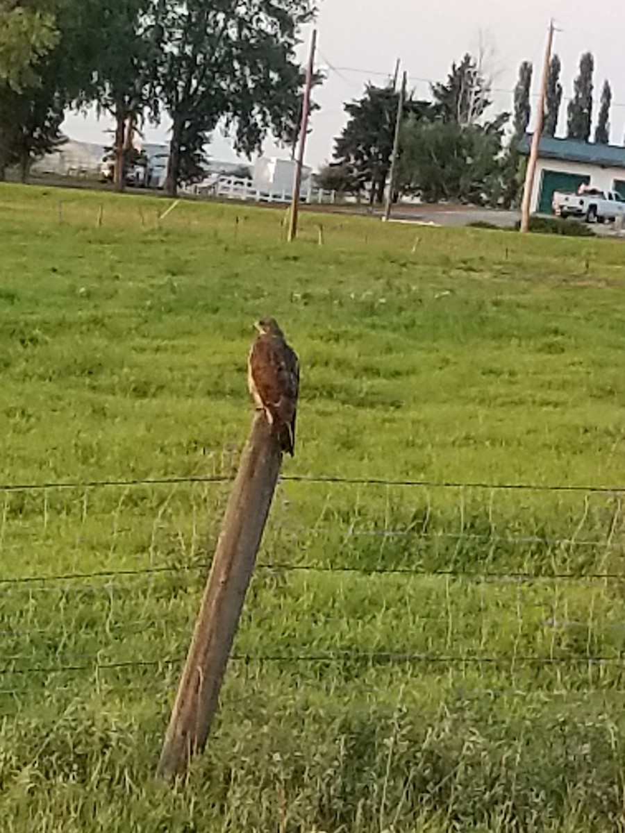 Swainson's Hawk - ML641158217