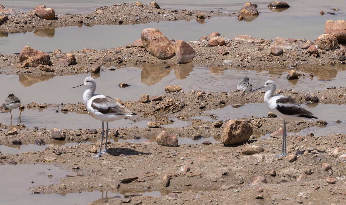 American Avocet - ML641158220