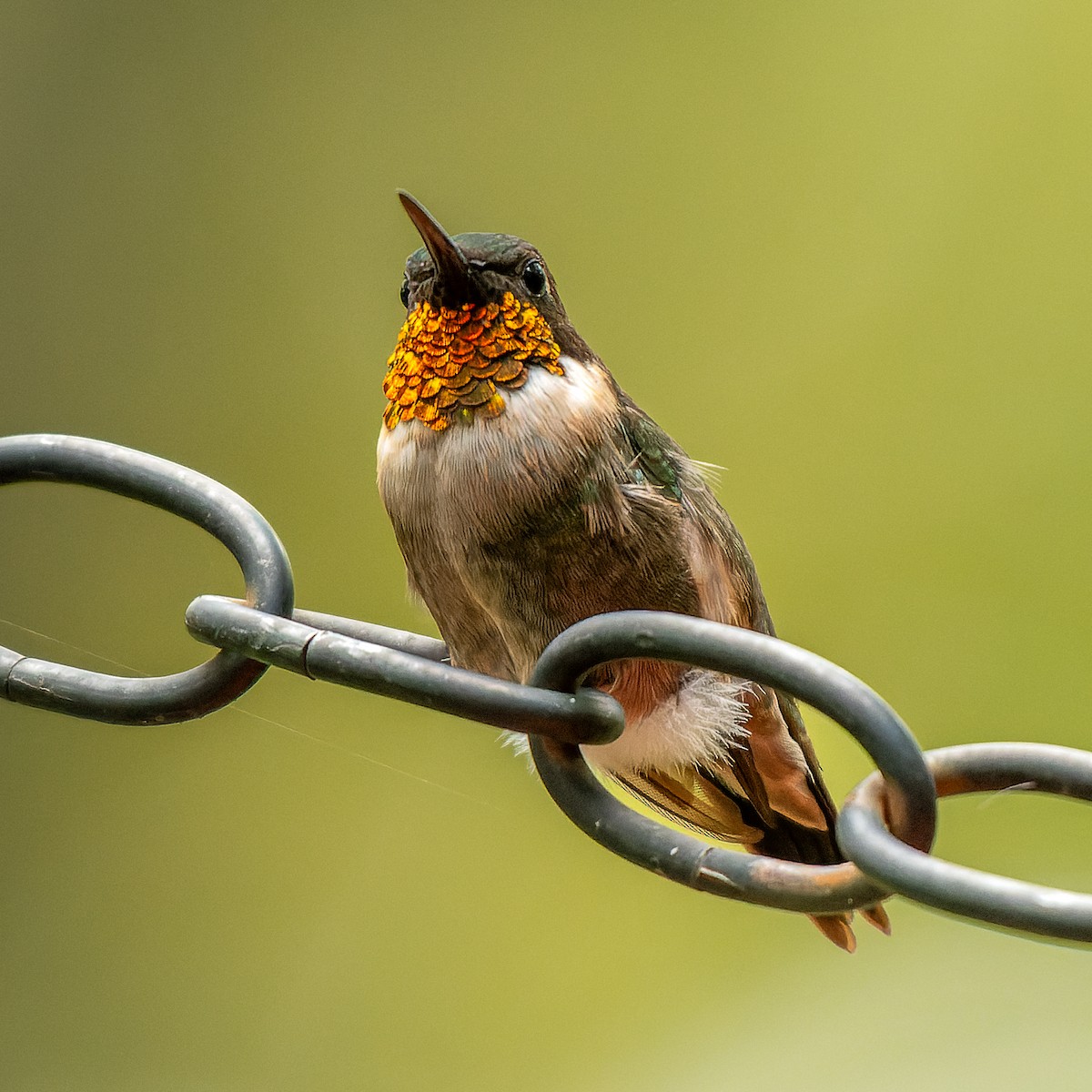 Ruby-throated Hummingbird - ML641158222
