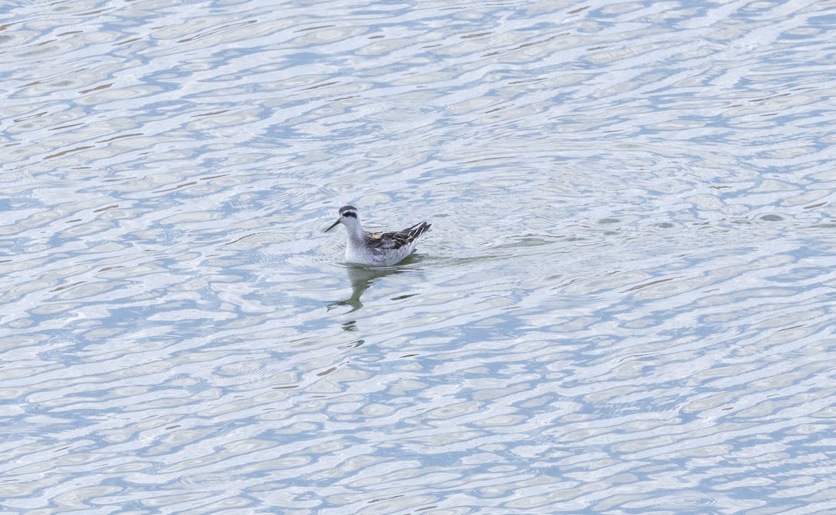 svømmesnipe - ML641158251