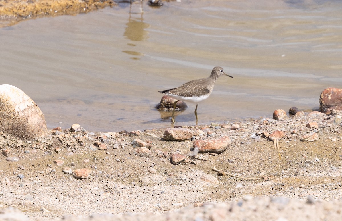 Solitary Sandpiper - ML641158267
