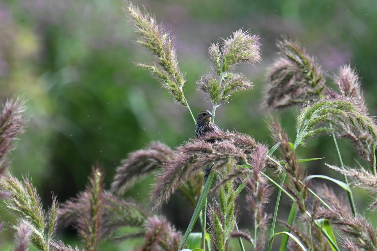 Red-winged Blackbird - ML641158277