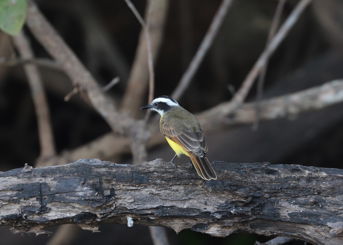 Lesser Kiskadee - ML641158278