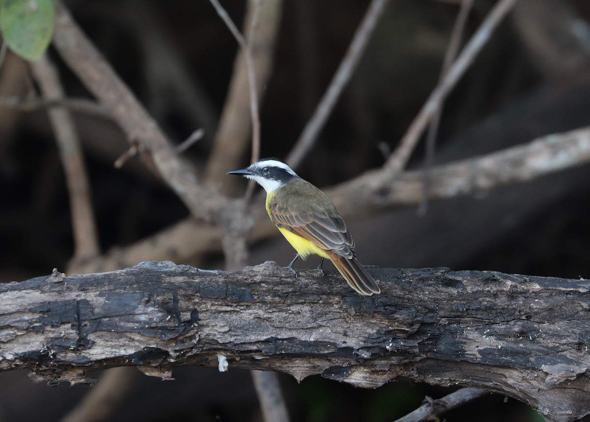 Lesser Kiskadee - ML641158279