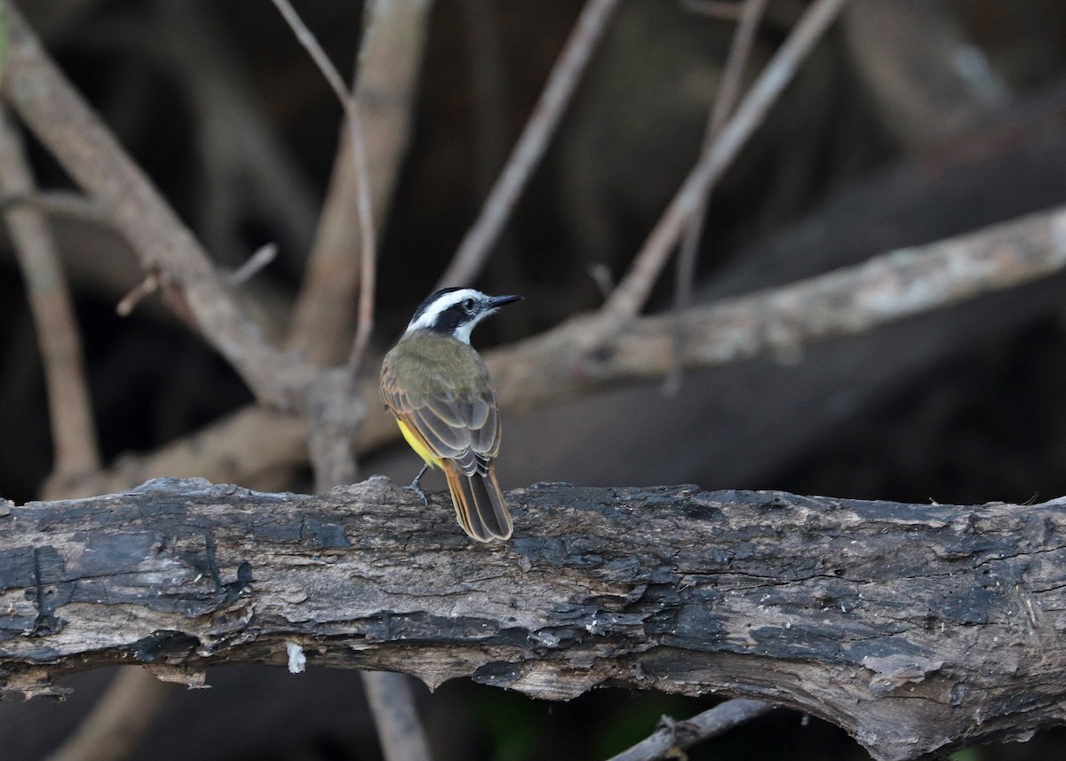 Lesser Kiskadee - ML641158280